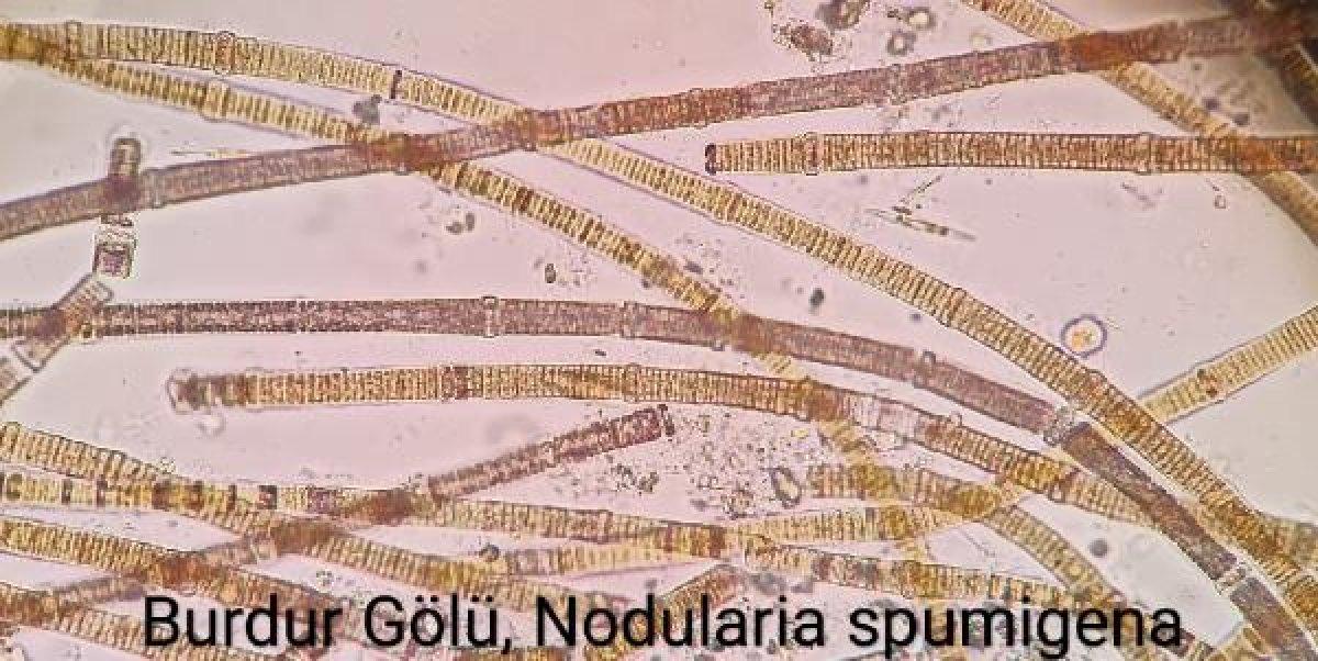 Burdur Gölü'nde suyun rengi değişti