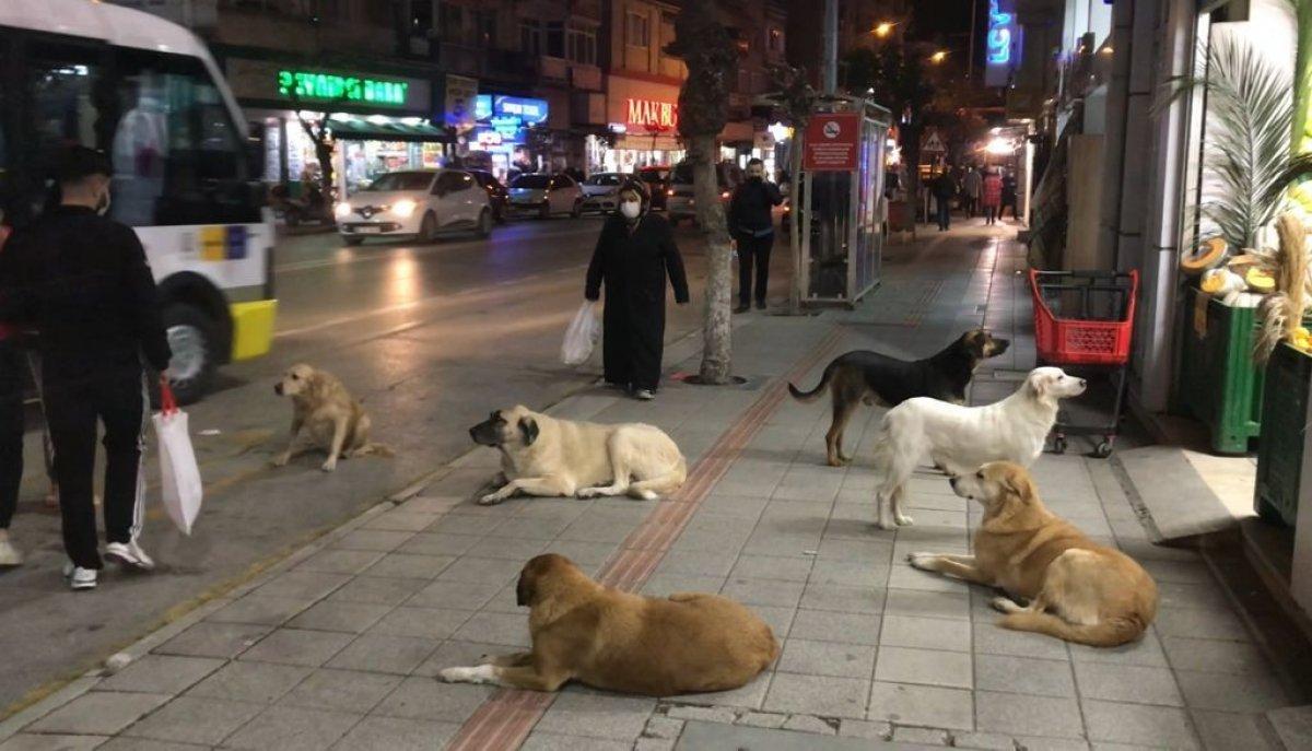 Bursa'da sokak köpekleri tehlike saçıyor