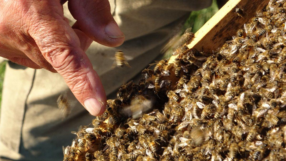 Arıcılık kuraklıktan olumsuz etkilendi