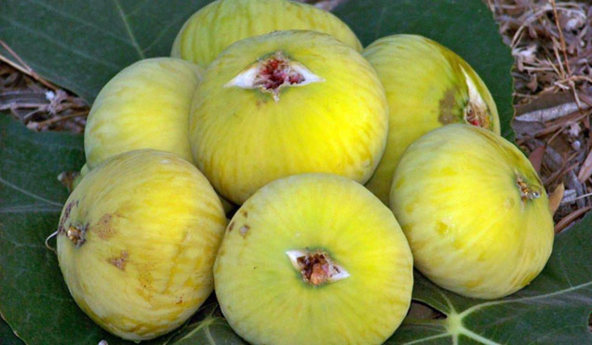 Yapraktan sızan şifa: İncir sütünün faydaları nelerdir