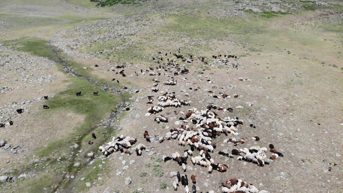 Muş'ta berivanların ömrü at sırtında geçiyor