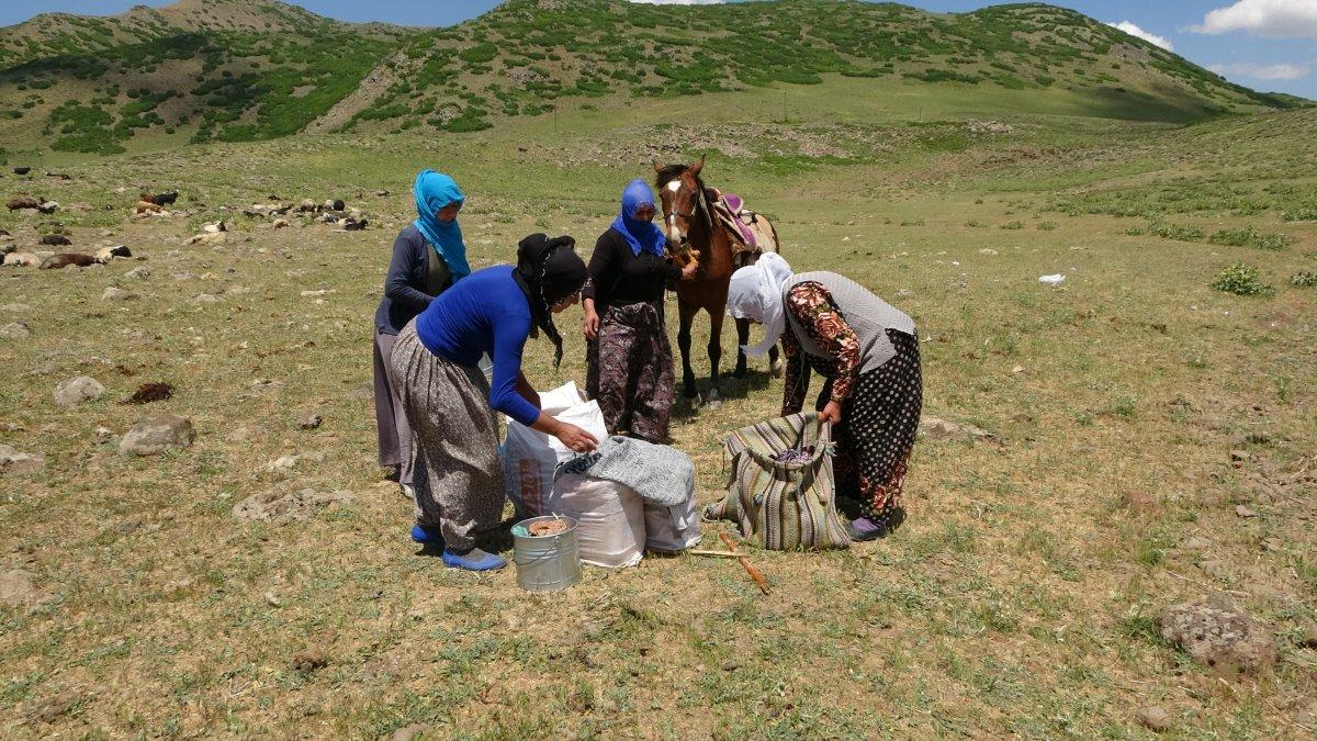 Muş'ta berivanların ömrü at sırtında geçiyor