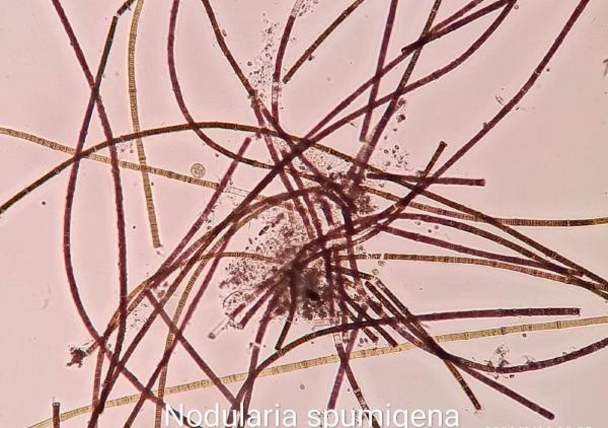 Burdur Gölü'nde suyun rengi değişti