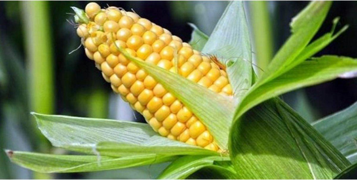 ABD'de mısır fiyatları arttı