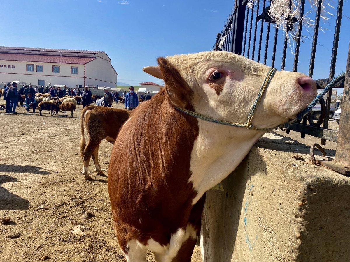 Ağrı'da kurbanlık telaşı başladı