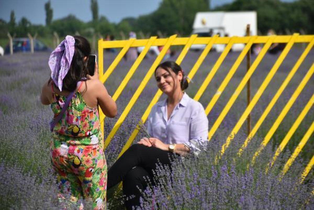 Edirne'de mor tarlalar festival alanına döndü
