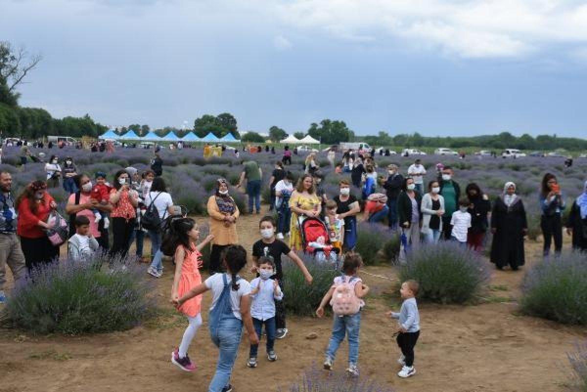 Edirne'de mor tarlalar festival alanına döndü