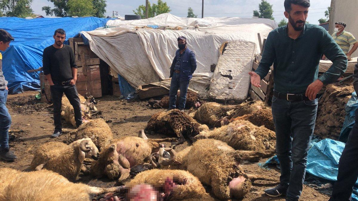 Kars’ta kurt, koyun sürüsüne saldırdı