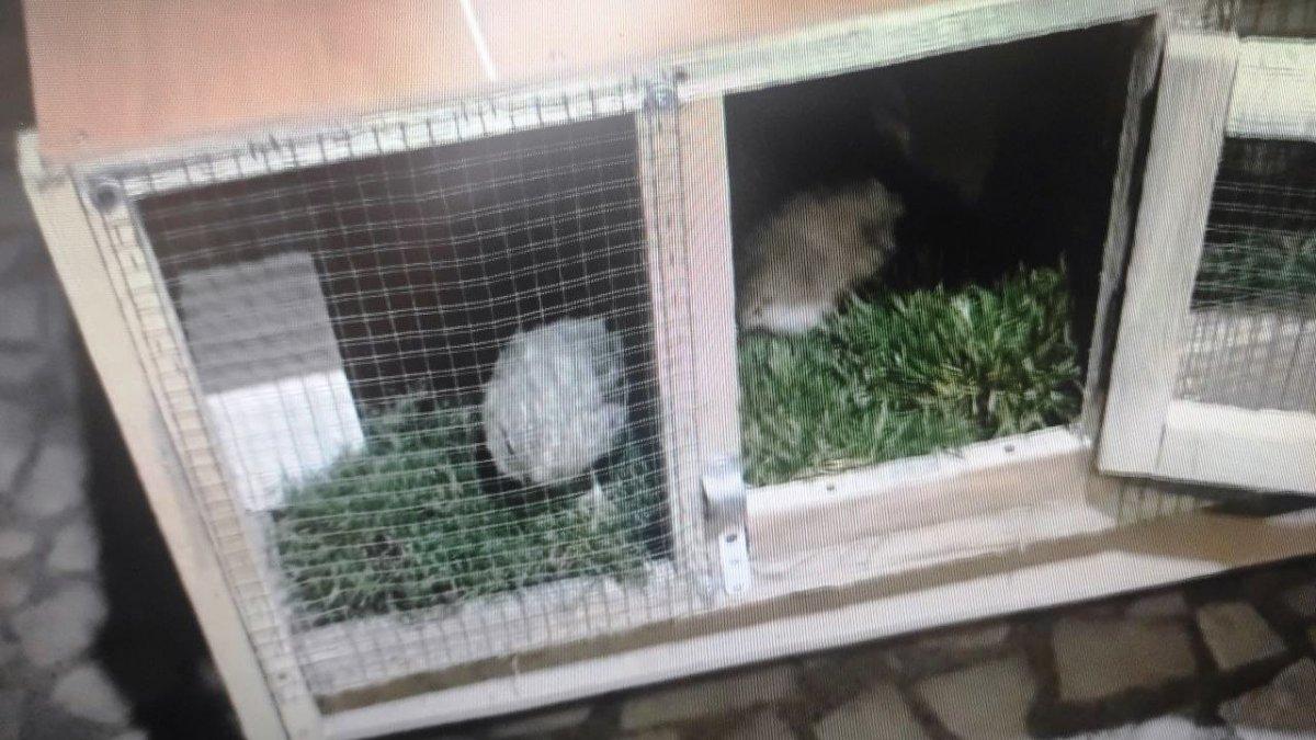 Şanlıurfa’da bahçeye giren hırsız, bıldırcın kuşlarını çaldı