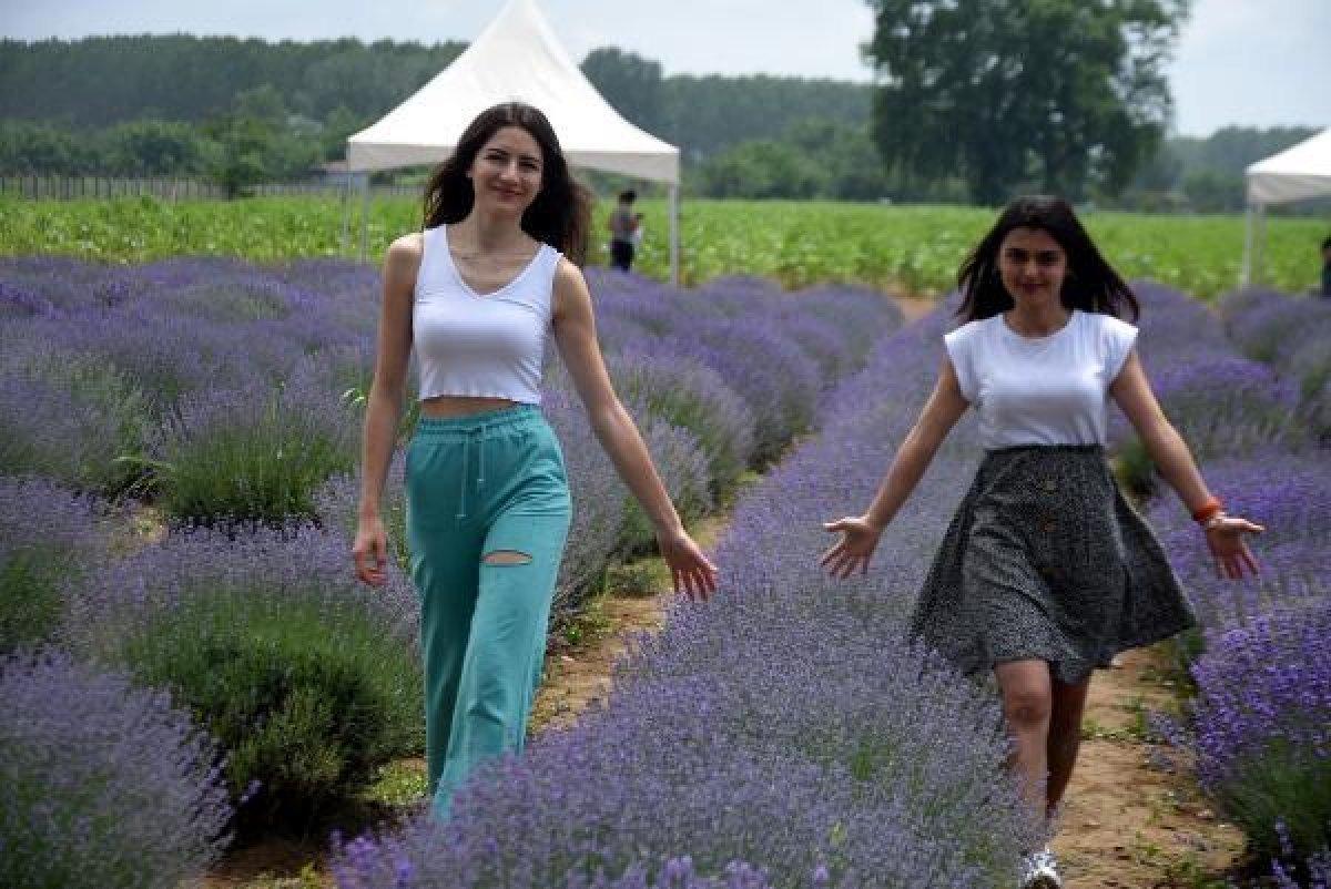 Edirne'de mor tarlalar festival alanına döndü