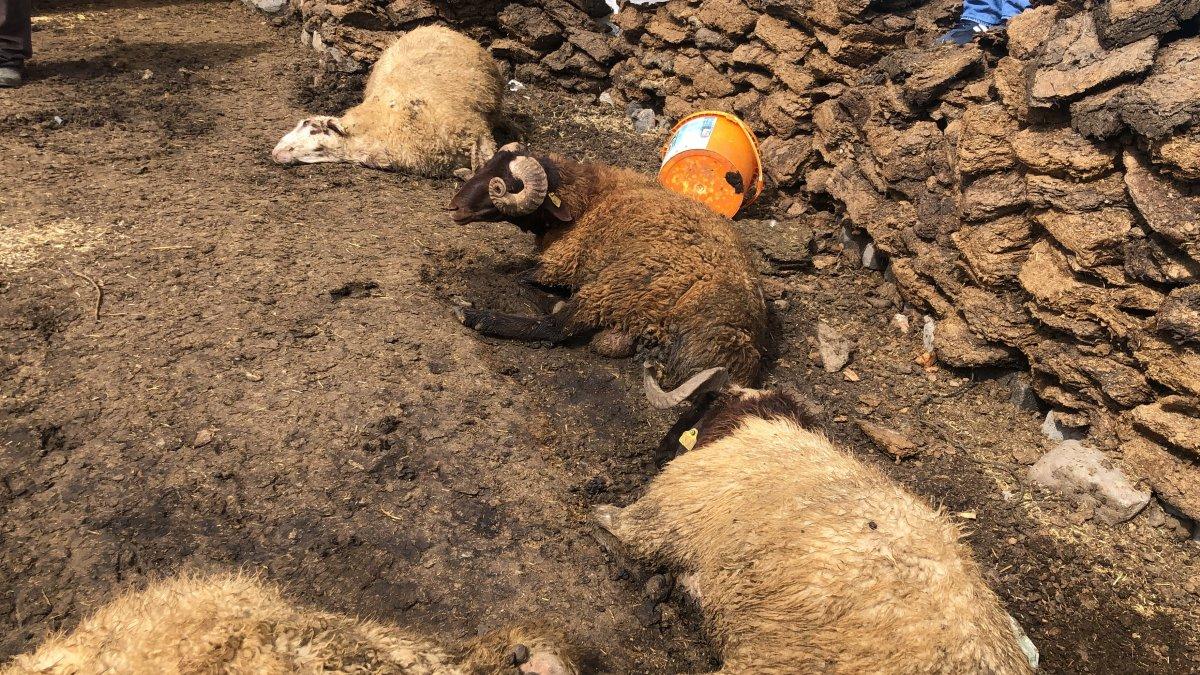 Kars’ta kurt, koyun sürüsüne saldırdı