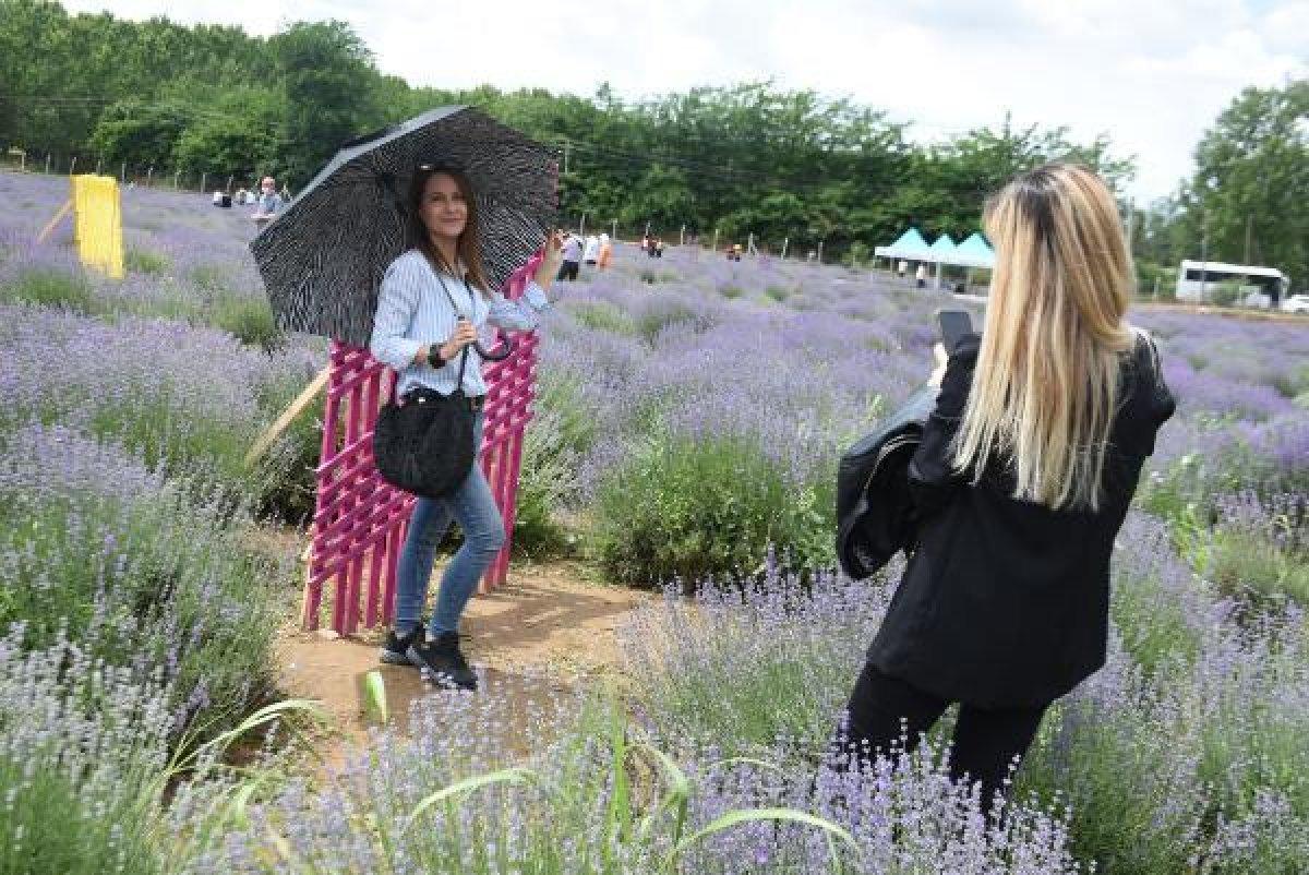 Edirne'de mor tarlalar festival alanına döndü