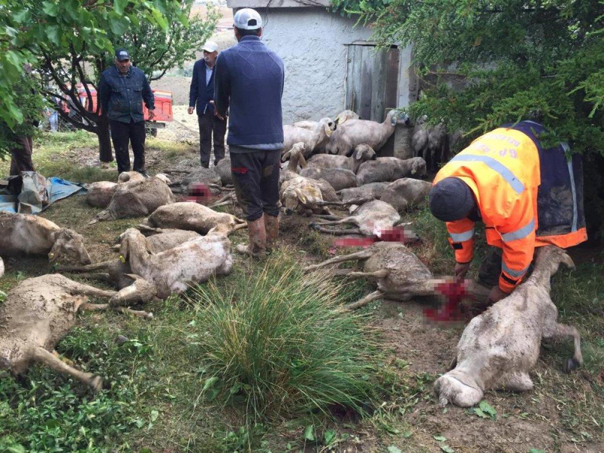 Ankara'da sağanak yağış etkili olurken, 70 koyun telef oldu