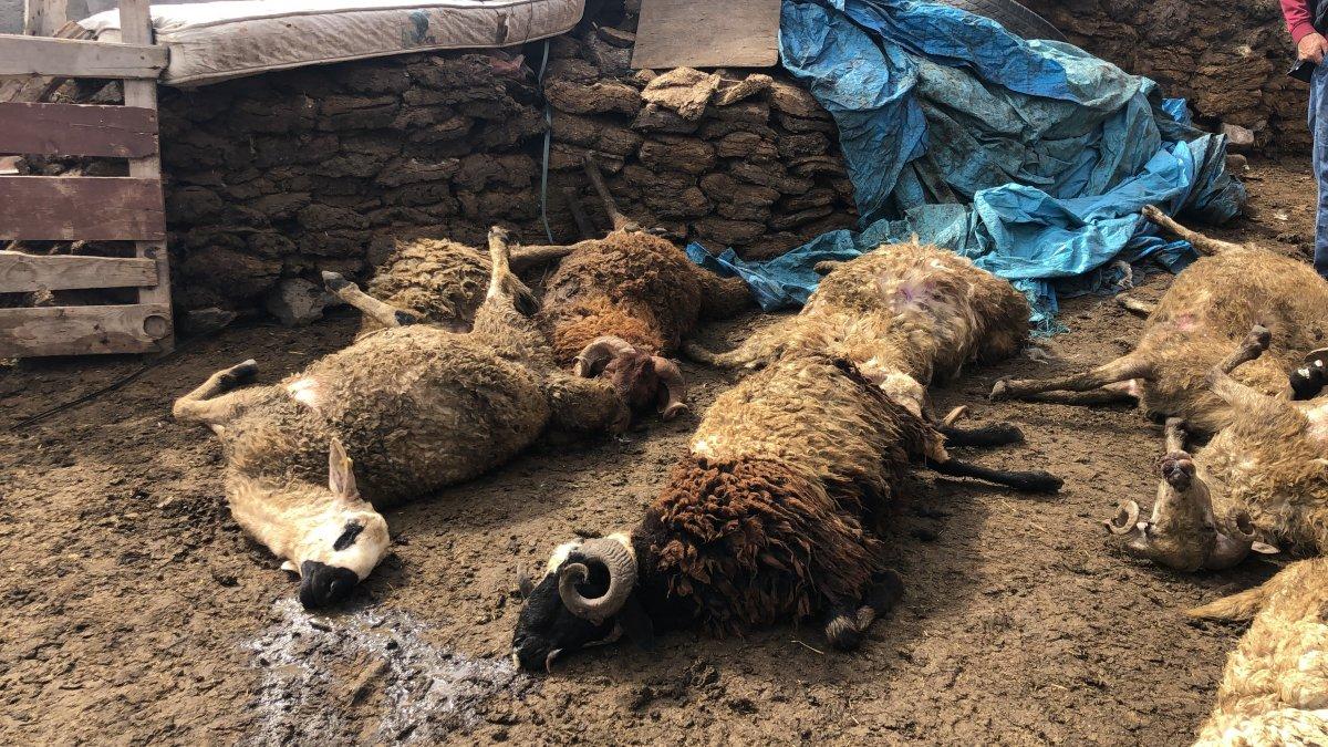 Kars’ta kurt, koyun sürüsüne saldırdı