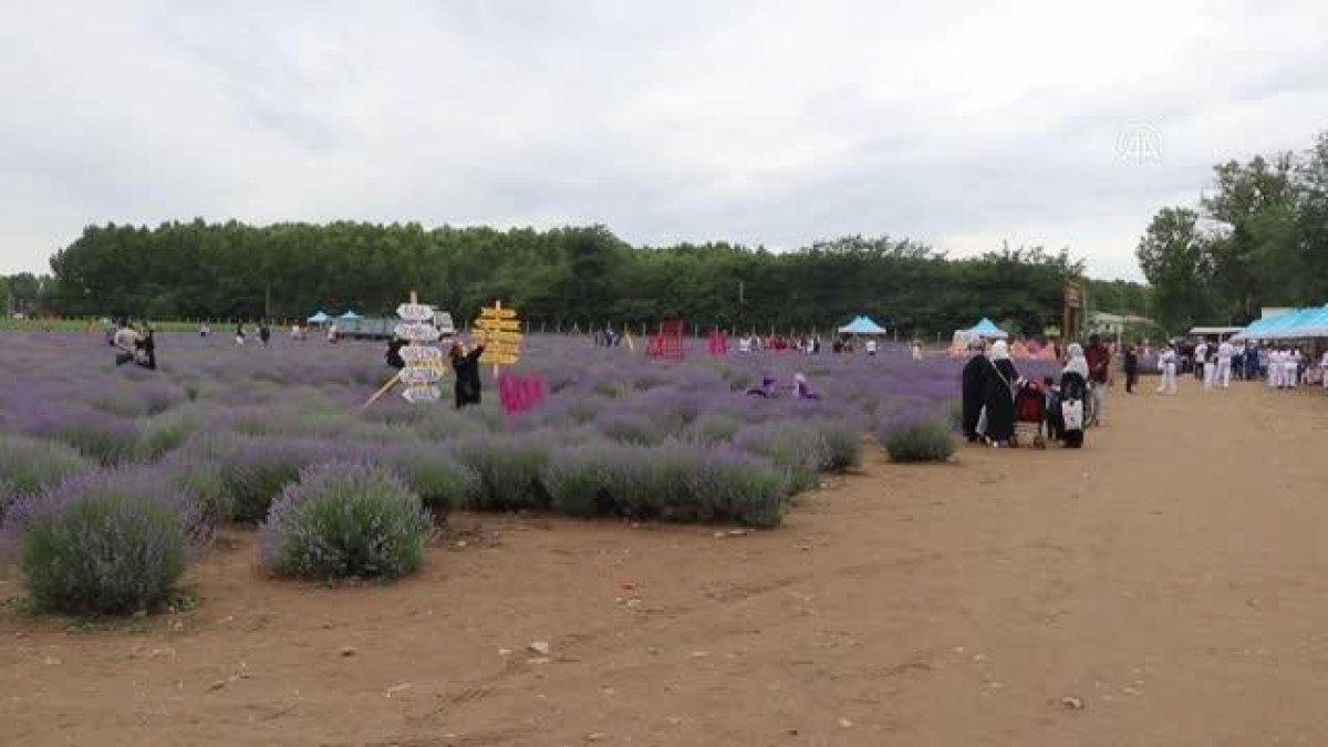 Edirneli ressamlar mor lavanta tarlalarını çizdi