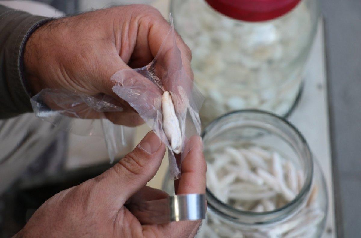 Fiyatı altınla yarışıyor: Kenger sakızının faydaları nelerdir