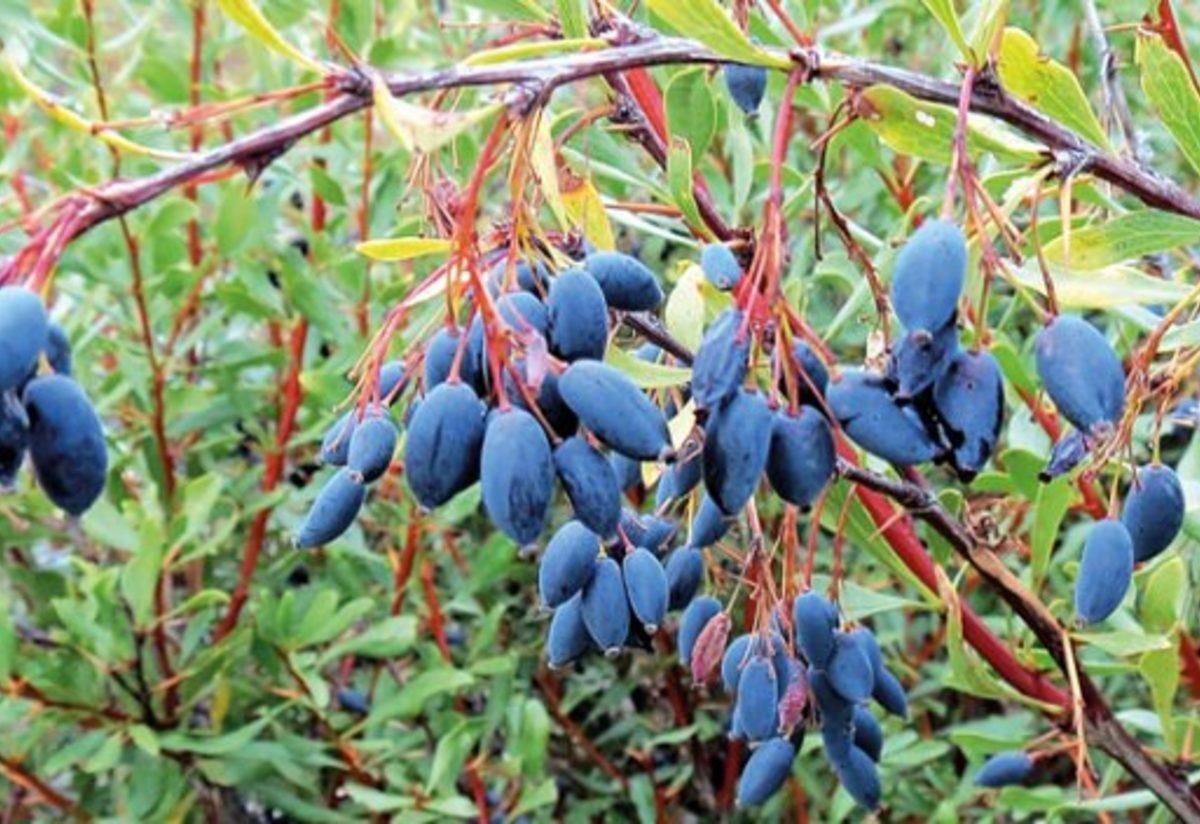 Enfeksiyon hastalıklarına derman: Karamuk bitkisinin faydaları