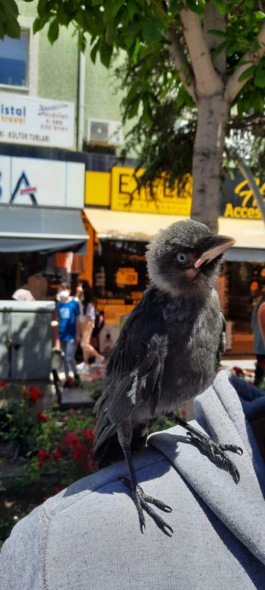 Niğde'de beslediği karga, omuzundan inmiyor