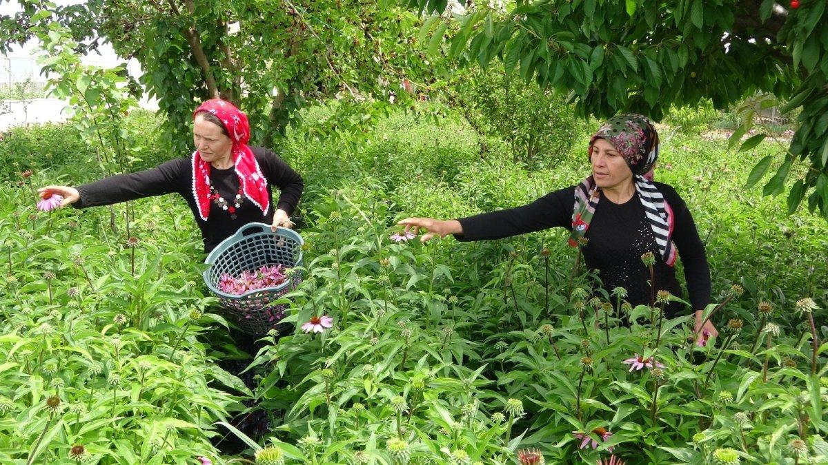 Uşak'ta ekinezya üretimi başladı
