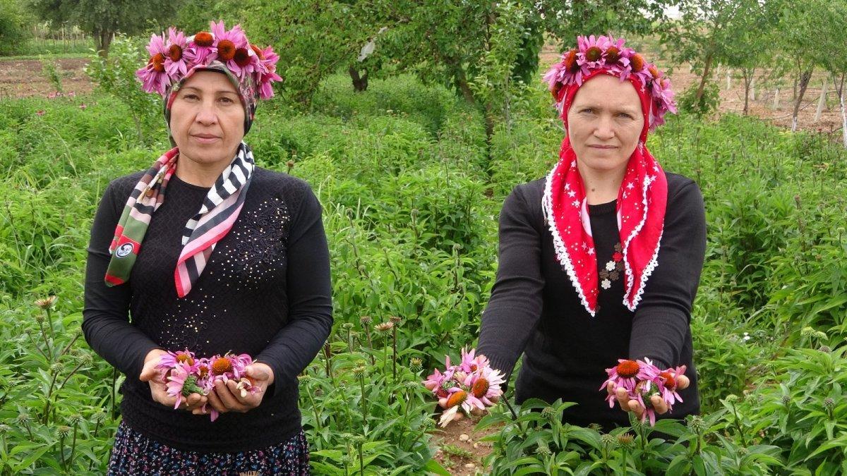 Uşak'ta ekinezya üretimi başladı