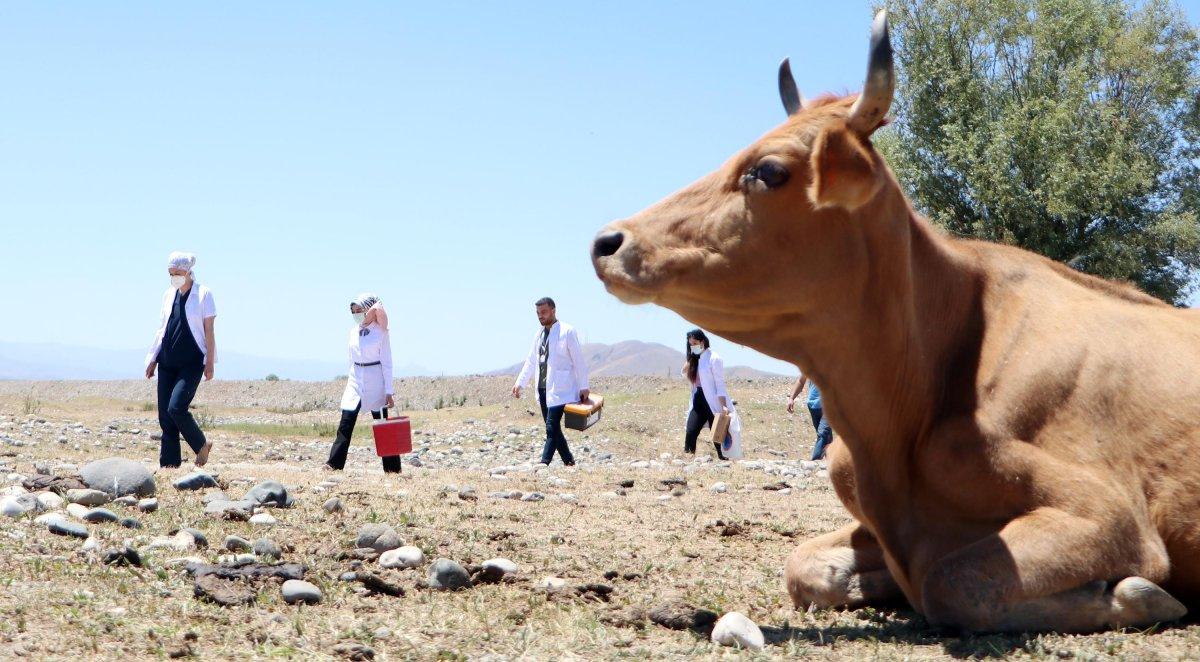 Erzurum'da aşı timleri, çobanlara aşı yapmak için dağları aştı