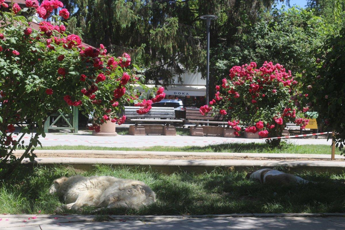 Türkiye, son 50 yılın en sıcak yazını yaşıyor