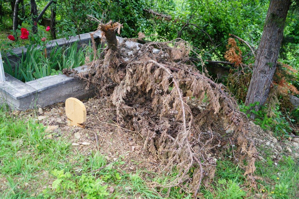 Kastamonu’da ceset yiyen ayı, korkutuyor