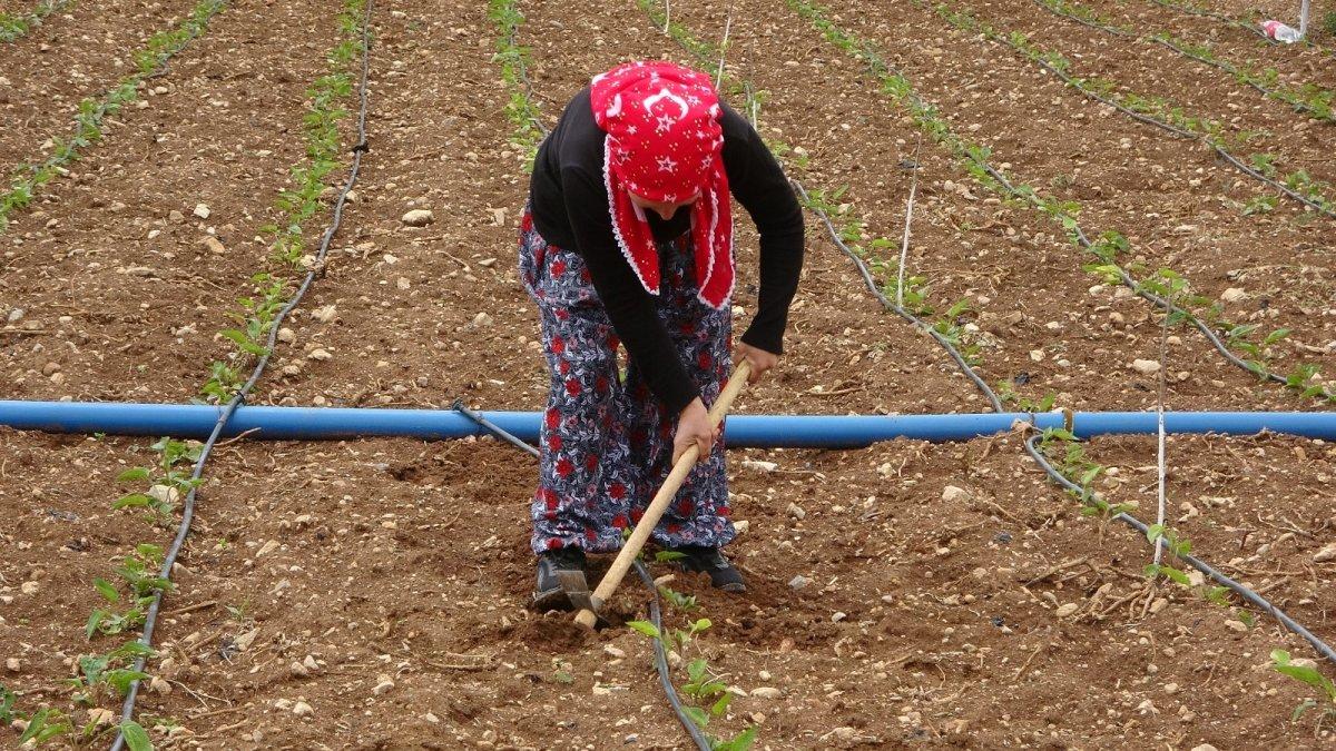 Uşak'ta ekinezya üretimi başladı
