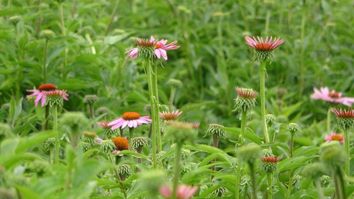 Uşak'ta ekinezya üretimi başladı