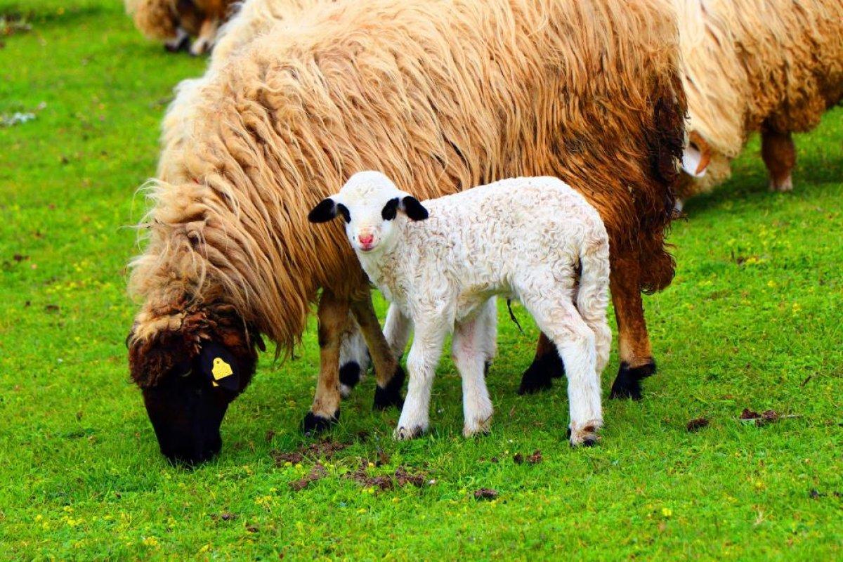 Ordu Perşembe Yaylası görenleri büyülüyor