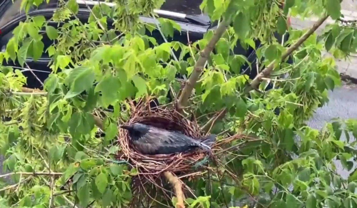 Sağanak yağmurda yumurtalarını korumaya alan karga