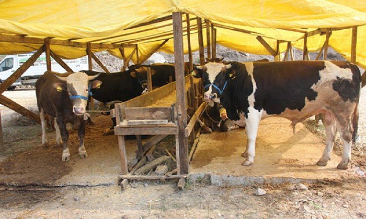 Diyanet'ten kurban kesimi tebliği