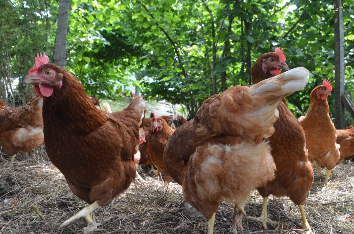 Organik yumurta ihracatı yapıyorlar