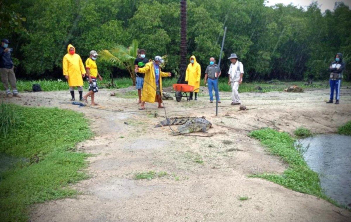 Meksika'da başıboş gezen timsah panik yarattı