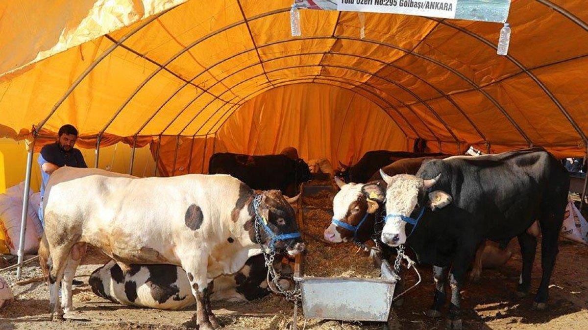 Kurban satışları ne zaman başlayacak? Kurban kesimi tebliği 2021