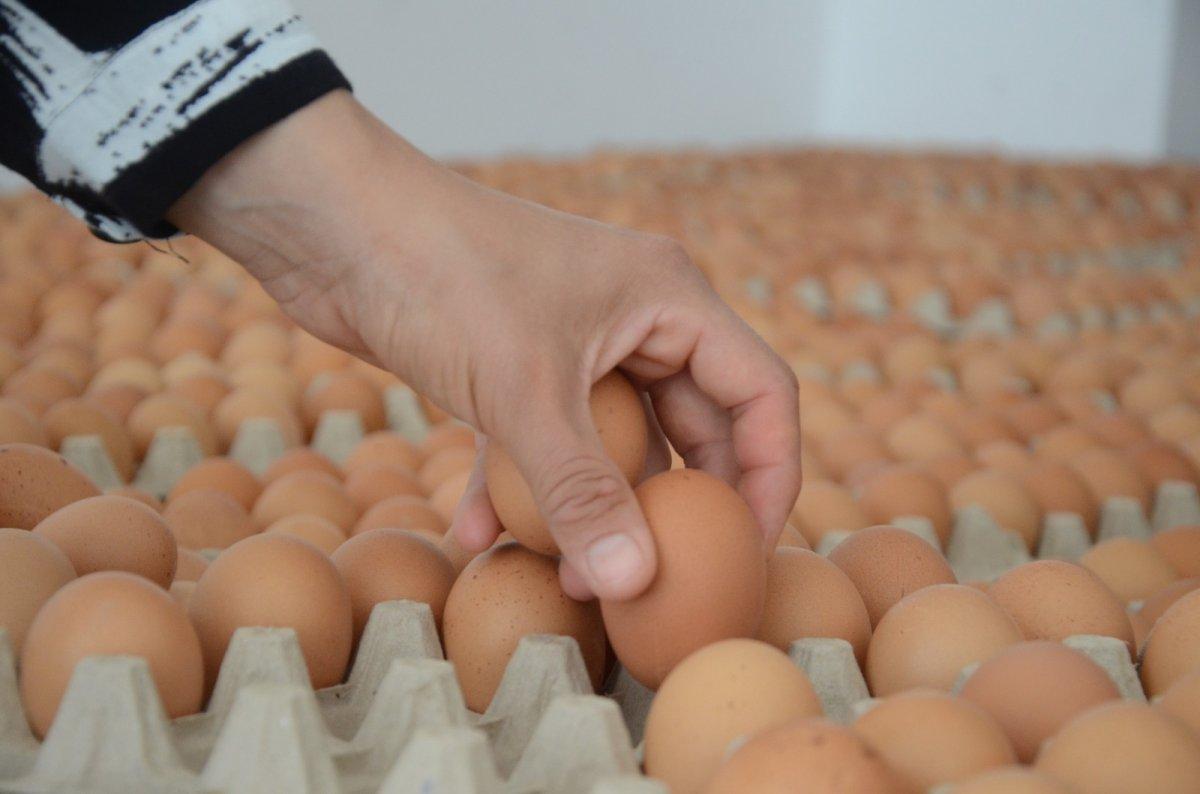 Organik yumurta ihracatı yapıyorlar