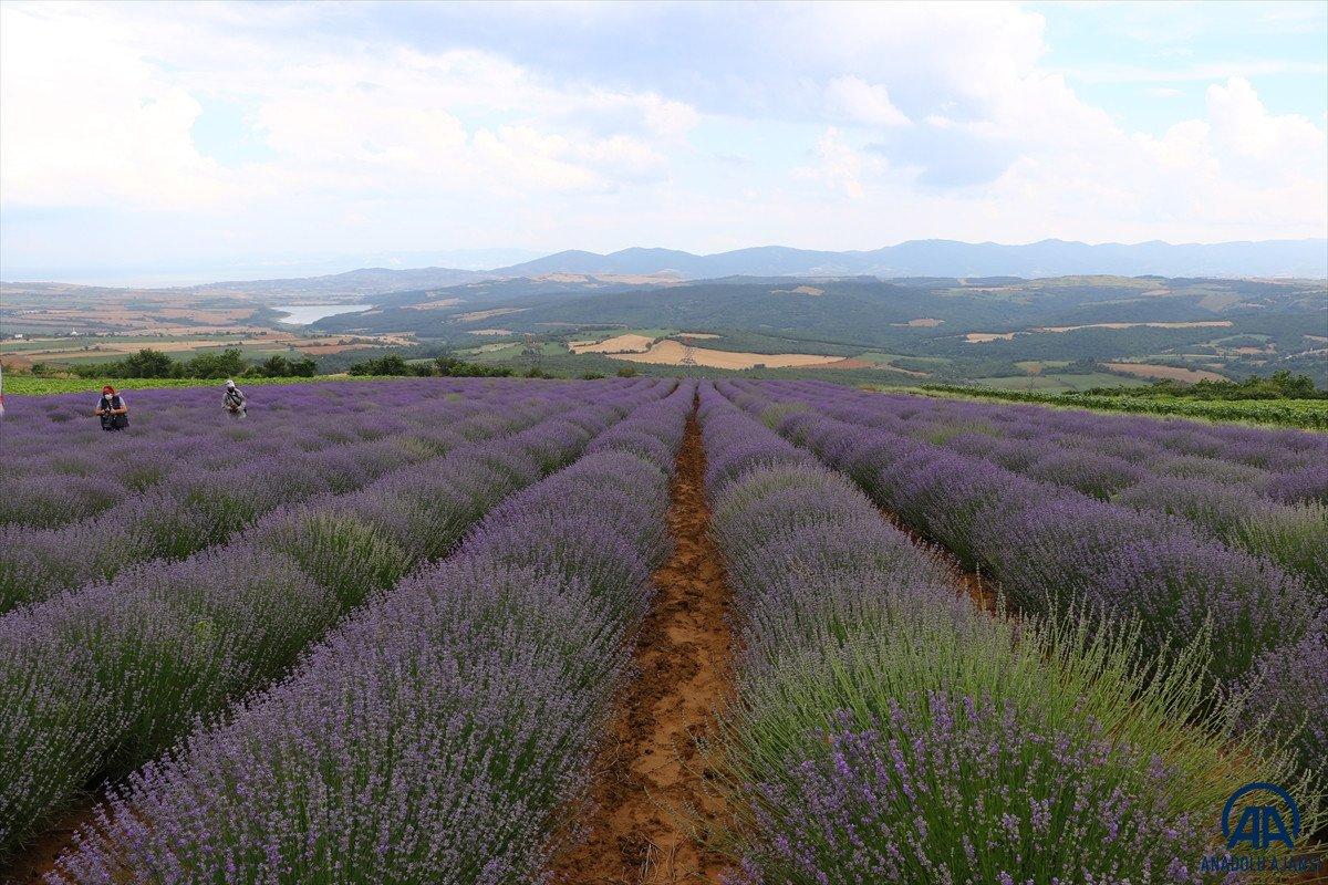 Tekirdağ Lavanta Günleri