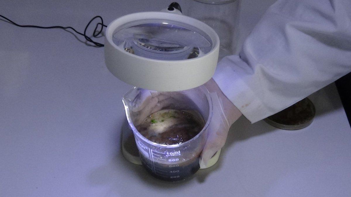 Müsilajdan gübre yapılacak