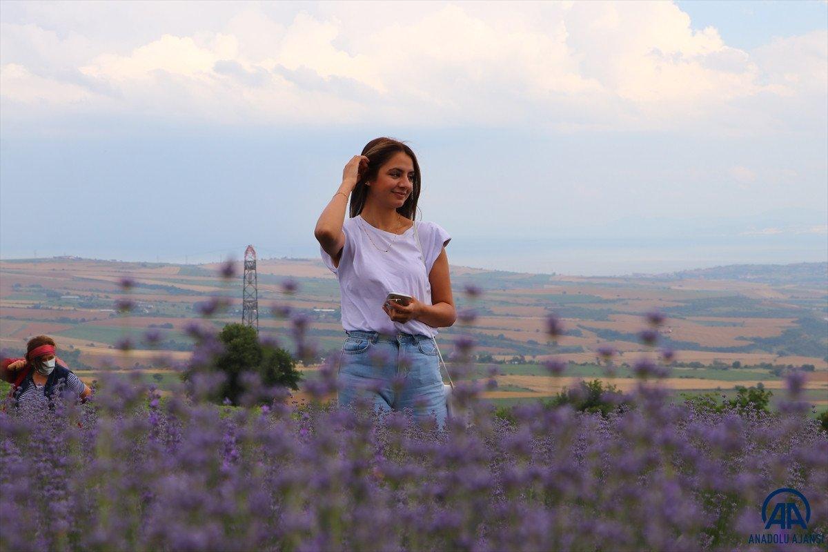 Tekirdağ Lavanta Günleri