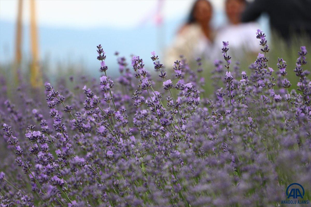 Tekirdağ Lavanta Günleri