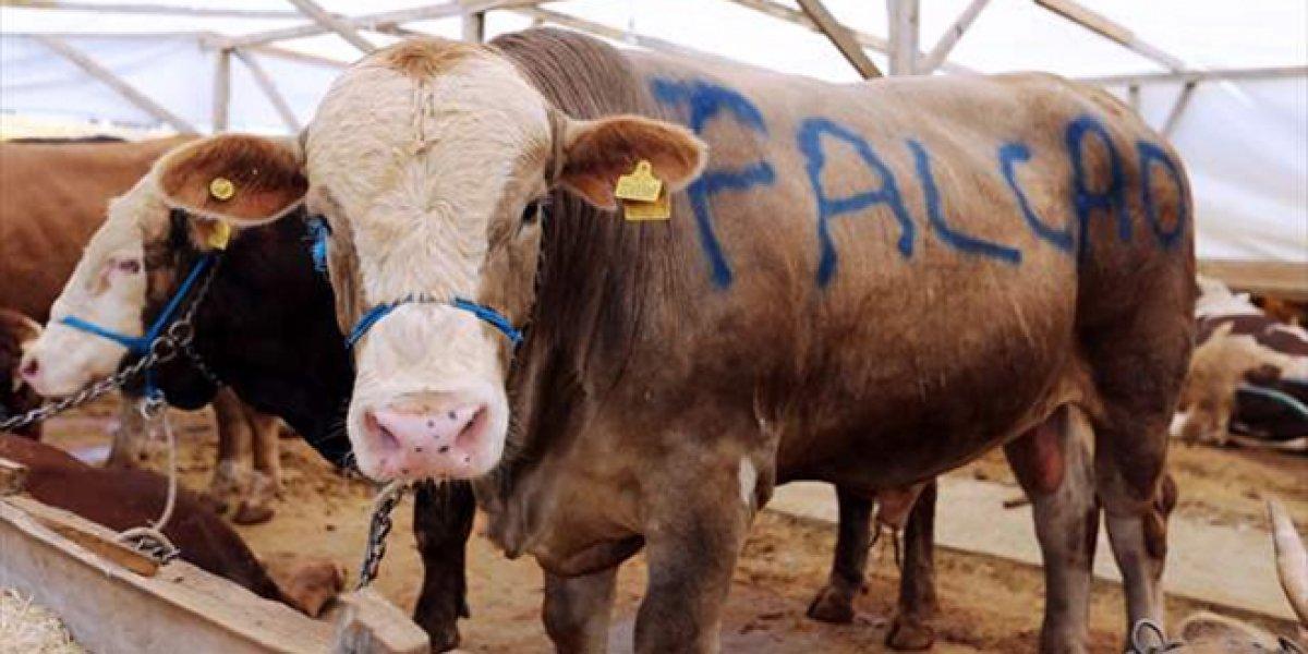 Diyanet'ten kurban kesimi tebliği