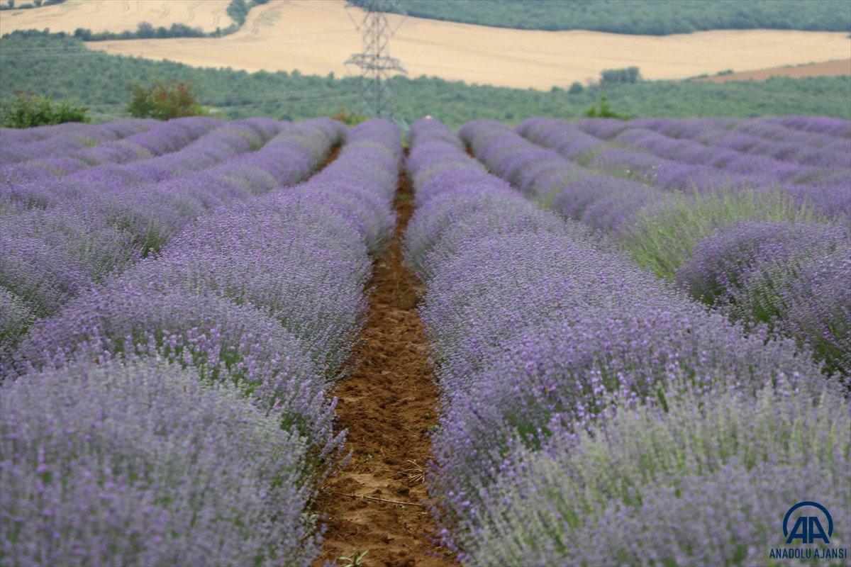 Tekirdağ Lavanta Günleri