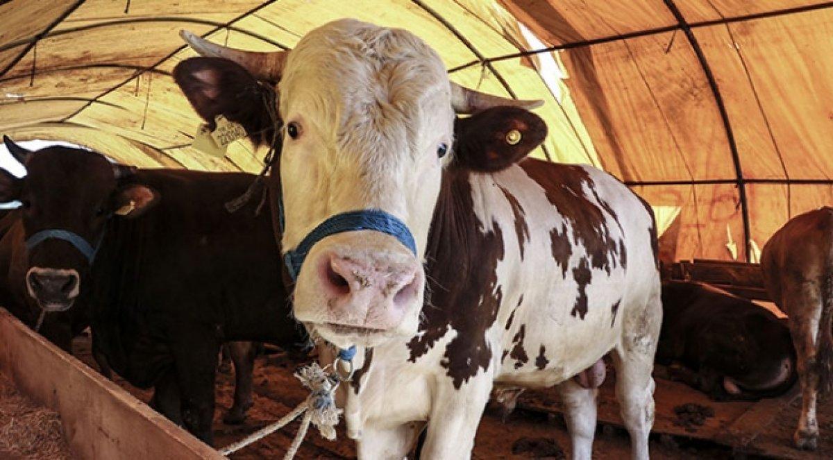 Diyanet'ten kurban kesimi tebliği