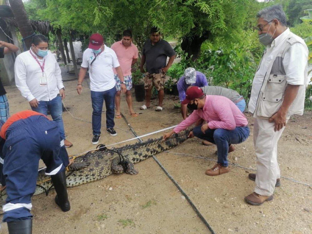 Meksika'da başıboş gezen timsah panik yarattı