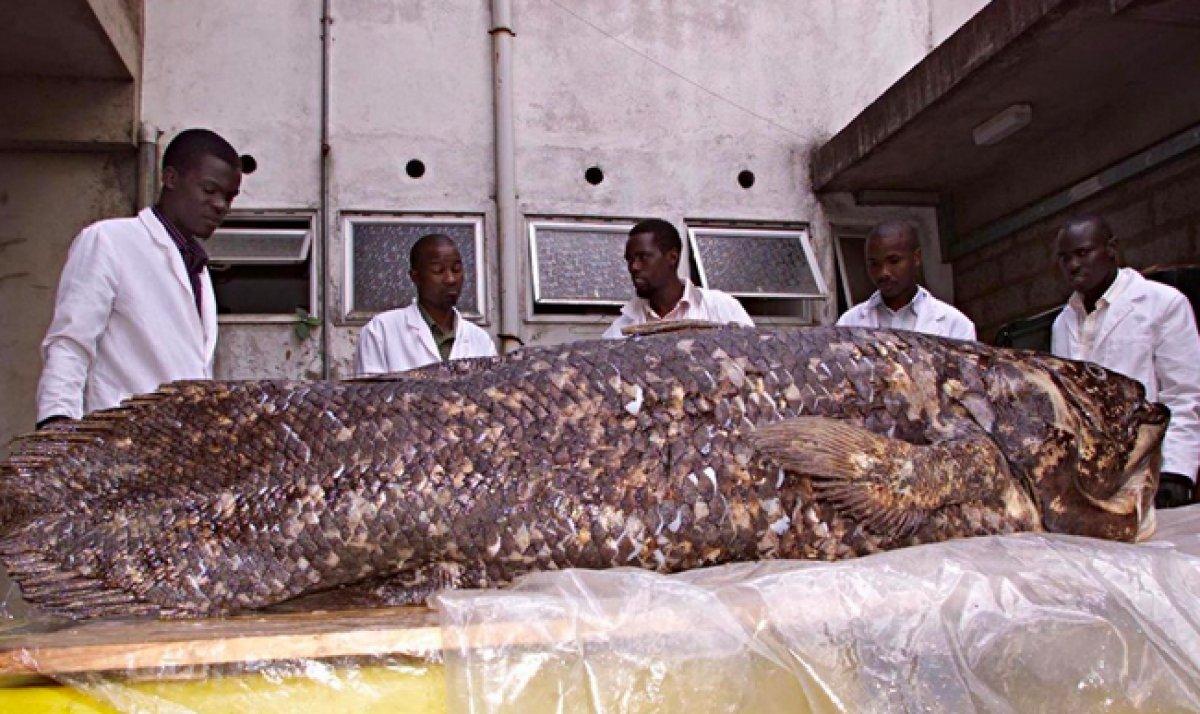 Yaşayan fosil lakaplı balık 100 yıl yaşıyor, hamileliği 5 yıl sürüyor