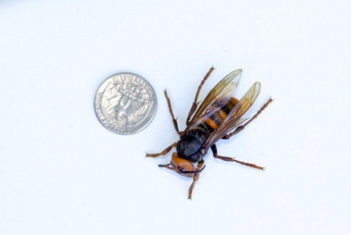 ABD'de 2021'in ilk katil eşek arısı görüldü