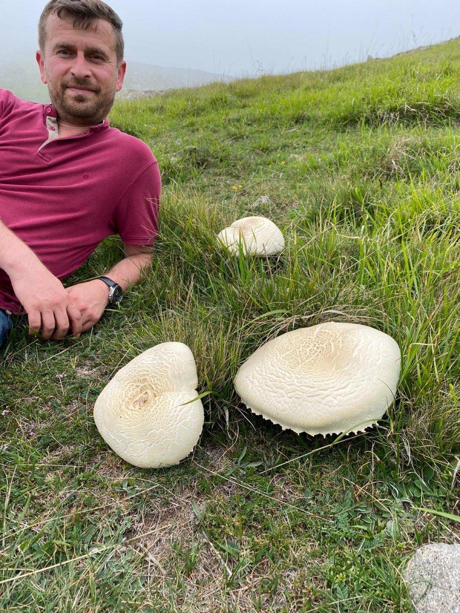 Ordu'da heverek mantarı bereketi