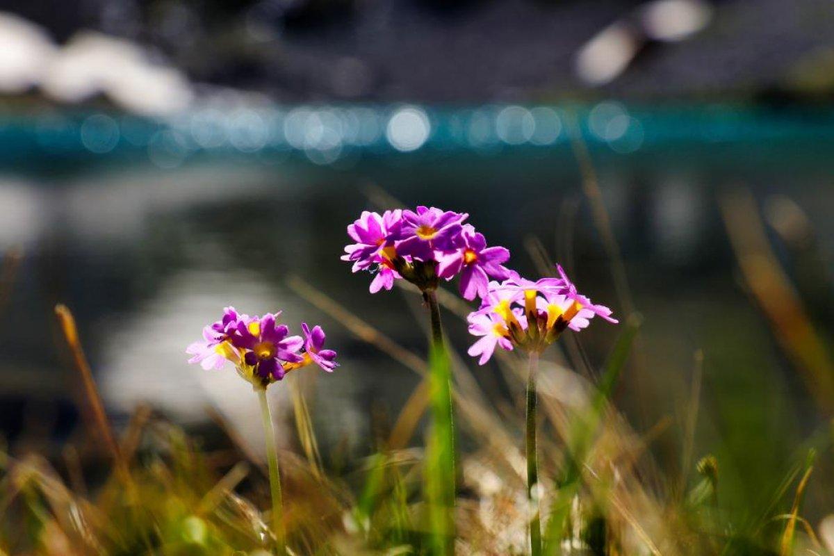 Gümüşhane Artabel Gölleri Tabiat Parkı ziyaretçi akınına uğruyor