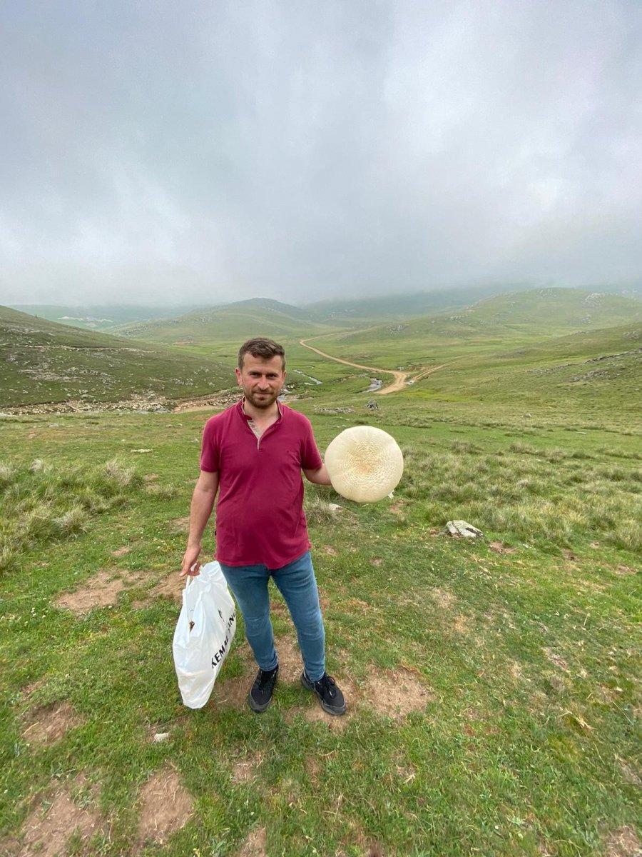 Ordu'da heverek mantarı bereketi