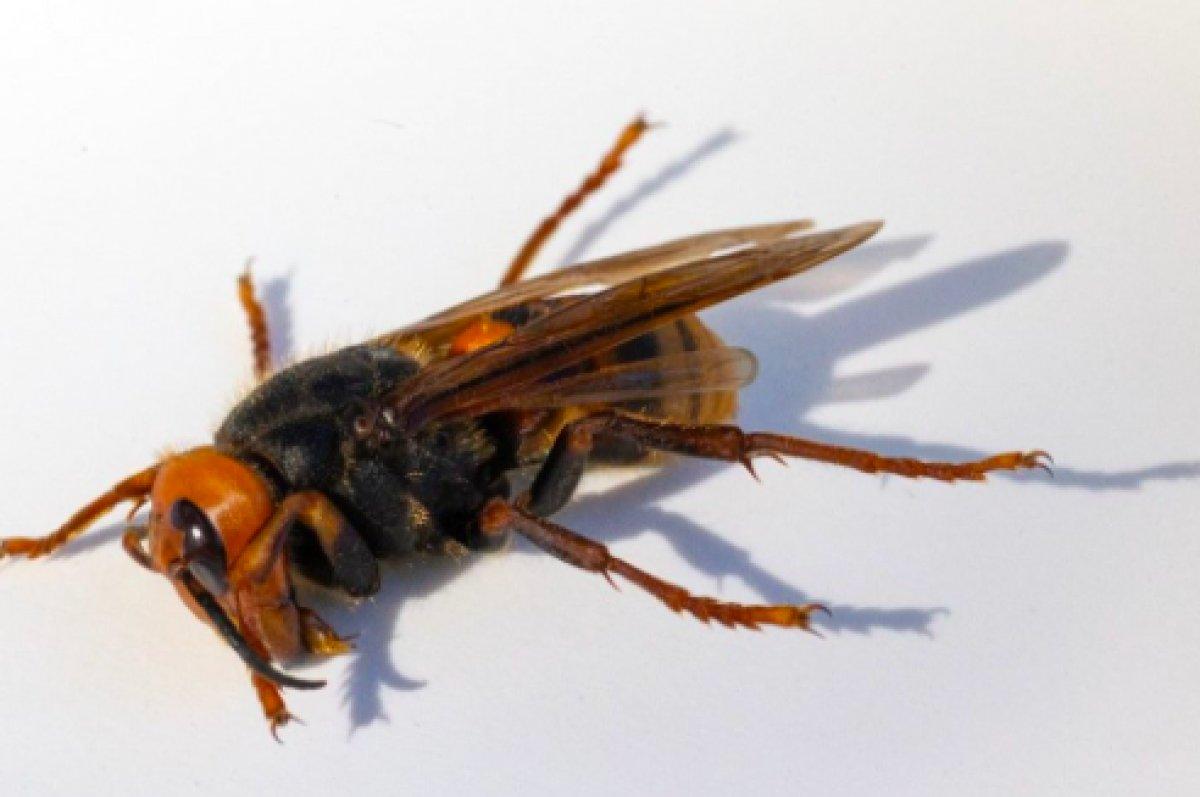 ABD'de 2021'in ilk katil eşek arısı görüldü